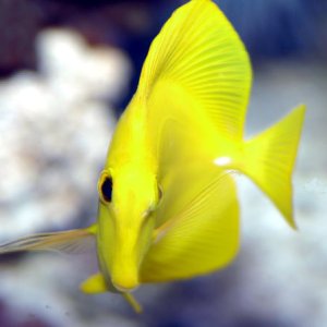 April 2004 Saltwater Photo of the Month Winner
Common Name - Yellow Tang 

Scientific Name - Zebrasoma flavesenes 

Size - (nose to tail) 5 inches 

C