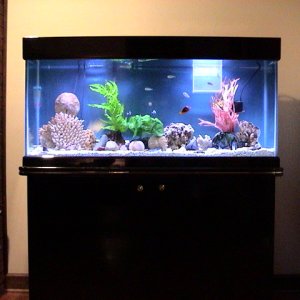 my Fish only tank, back-PAC Wet/dry, whisper filter, 2 power heads. 1-clown, 1 sixline wrass, 2 three strips, 4 chromis.