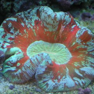 2070brain coral