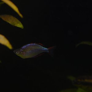 Mature male Praecox, and many other, Rainbowfish (Melanotaenia praecox) have markedly humped heads.  This juvenile (1") is already developing this fea