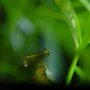 This Amano Shrimp (Caridina japonica) has a pretty yellow line running down its back.  He's one of the new crew cleaning up my planted tank.  Great al