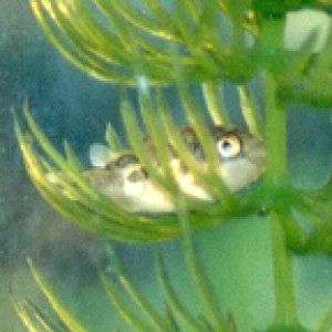 Dwarf puffer resting in plant before lights out.