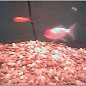 This a picture of my fish Naraku (the Common Goldfish) and Jaramoru (the Oranda).