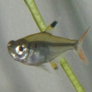 Species name is Pristella maxillaris, it is more commonly known as the Pristella and the X-Ray fish.