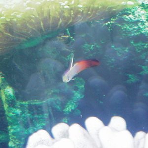 I have 2 blue body yellow tail damsels,a firefish gobie,brown saddleback clown,and a pink dotted watchman gobie :)