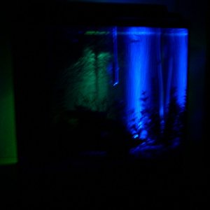 The Miracle Beam Hi-Lite System on my 15 High.  A green behind the tank, and the blue reflecting up on the bubbles