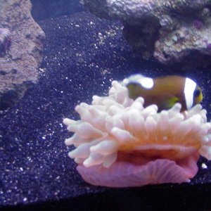 My Cute Clown with my 10$ bubble tip anemone :) $10!!! WOW THAT WAS A GOOD DEAL :)