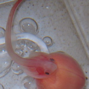 Cute little bugger huh?  This is a Raja erinacea embryo removed from its egg case so its development could be studied.  In this picture it is roughly 