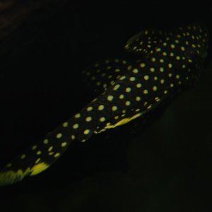 This is one of 2 gold nugget plecos (Baryancistrus spp.) that I bought from a hobbyist recently.  They are beautiful, and have warmed up wonderfully t