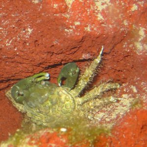 An emerald crab edges out of his favorite resting place to start picking around for the day.