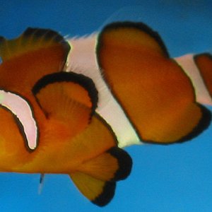 This is my clownfish that seems to prefer bobbing around at the surface all day rather than actually swimming around like any normal fish would.  Sinc