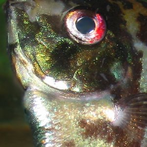 The third in a series of macro shots of the faces of angelfish.  Two of my angels have very intense red eyes, which I really like.  This angel is abou