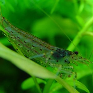 This is one of the several Amano Shrimp (Caridina japonica) that I have in my 55 gallon.  As time goes by their coloration becomes more pronounced.  N