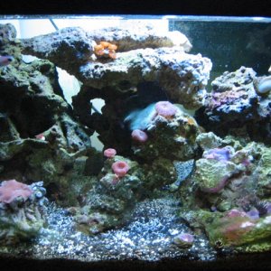 This is my little 10-gallon reef.  1 fish, 1 shrimp, 1 urchin, and an assortment of other inverts and coral frags.