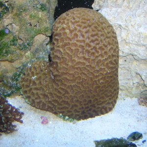 Mystery (to me) brain coral, if anyone knows please tell me.