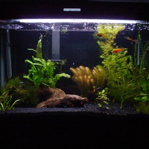 I'm not Takashi, but i love plants in the tank...