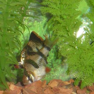 Two of 3 Tiger Barbs in a 6gal tank