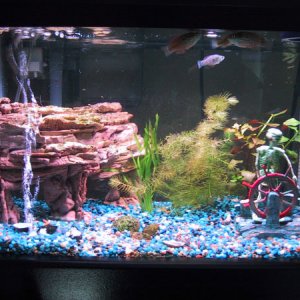Front view of my 10 gallon. 6 American-Flag fish, assorted plants. This is also my "cheese tank"; note blue gravel, resin cave, and bubble-powered Ske