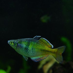 When rainbowfish try to impress or scare other fish, they tend to flare all of their fins at once.  This is a moderate flare, and the best I could get