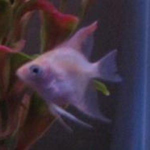 My new baby angelfish... with a pretty pink streak on his fin :)