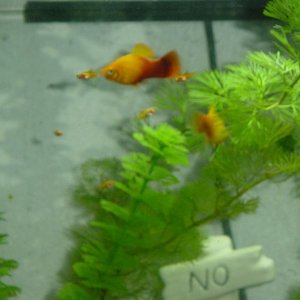Our male Sunset Platy with a few of our fry. The fry are about 5 weeks old and we have about 30 of them.