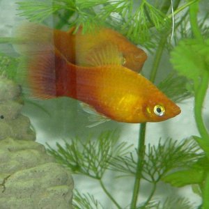 The male Sunset platy and the Frankette that is pregnant. He's been protecting her for weeks, already had two batches of fry, another on the way!!
