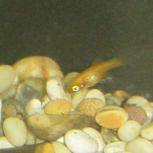 One of the older Sunset Platy fry. Almost 5 weeks old now, and he already thinks he's a bottom feeder!
:-)
