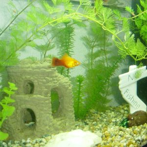 Frankie the sunset platy swimming up and down checking up on his fry and the adult females.