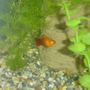 Meet Frankie an adult male Sunset Platy, just checking out his castle.