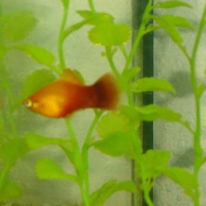 Frankie, our male sunset platy squaring up to himself in the glass wall.
