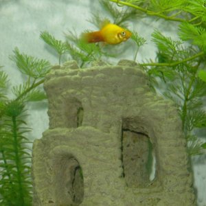 This is Frankie, out male Sunset Platy, posing for me above his castle. He seems to know when I want to take photos of him and he just hovers for me! 