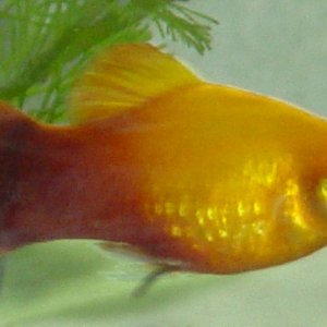 If every you needed a photo of a Male Sunset Platy to demonstrate anything, here it is... Meet Frankie, fins up and all!