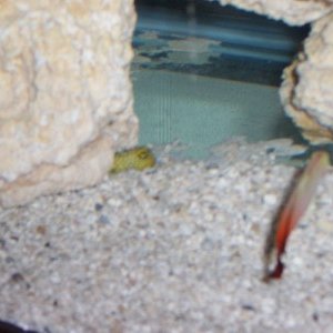 Gold Watchman Goby peeking his head out, with his buddy the firefish in the foreground in QT. I'll post a better pic of the watchman when I get one.