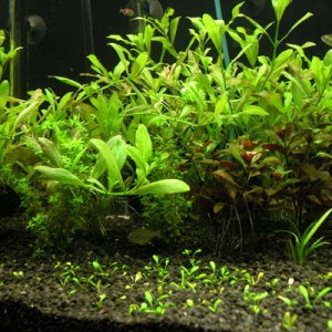 Only after 5 days the Hygrophila Polysperma has already started to take over