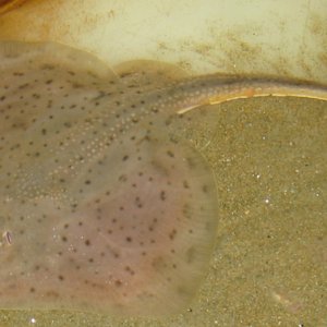 The "little skate," one of the most common skates along the Northeast coast, in a lab tank.  They do not eat starfish- that little guy managed to snea