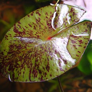Here is another Tiger Lotus leaf from the same plant.  The color on the leaves is just so stunning!