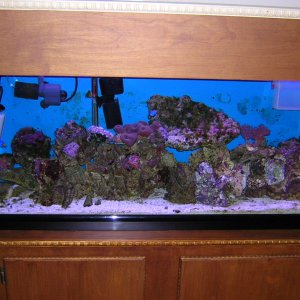 latest picture of tank converting to reef, 50LBS lv, Zenia, shrooms, 2 damsels,1 lawnmower blennie, brittle star, 2 shrimp.