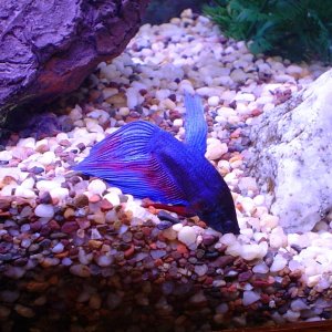 I first thought he was a she when I got him.  Took about 4 months to grow anough fins to be convinced otherwise.