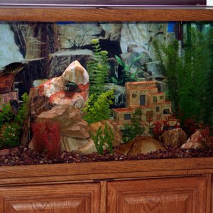58 gal, river pebble substrate, petrified wood and picture sandstone