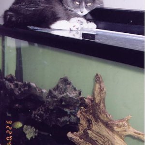 This is Squirrel keeping the Mbuna company. She loves to lay on the light, or look down at the fish.