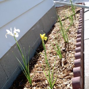 My first outdoor gardening experience... Look they actually bloomed!