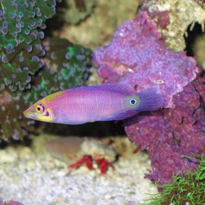 Pseudocheilinus Ocellatus.  The Mystery Wrasse has sometimes been referred to as the Whitebarred Wrasse or Fivebarred Wrasse has yellow, blue, and pur