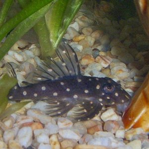 This is one of my first four new pleco species, I´ve never had one before because I thought they will eat all my plants, I´ll see what happens now.