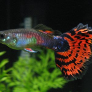 If you know what kind of Guppy this is, please PM me!