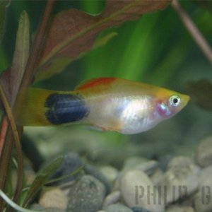One of my newlyt acquired Platy's...very playful little things.