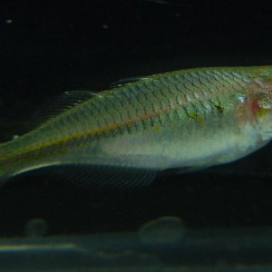 This is a young Boesemani Rainbowfish, Melanotaenia boesemani.  They come from New Guinea and are beautiful when older.  The young resemble minnows, w