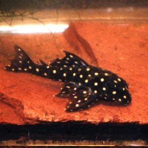 My friend bought a gold nugget pleco from our store months ago. Lately, we haven't gotten any more. Another store in town is selling them for $79.99, 
