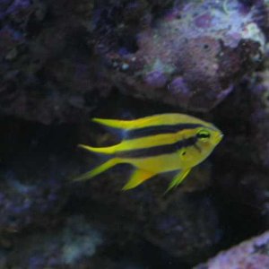 Black and Gold Chromis
"Sarc" comes from the movie Tron, MCP'S second in command.