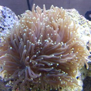 A lovely torch coral with 9 seperate "heads." Larger than a softball when inflated. Trying to get him to eat something. Still fully inflates and seems
