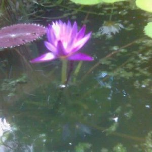 This is a lilly in my pond.